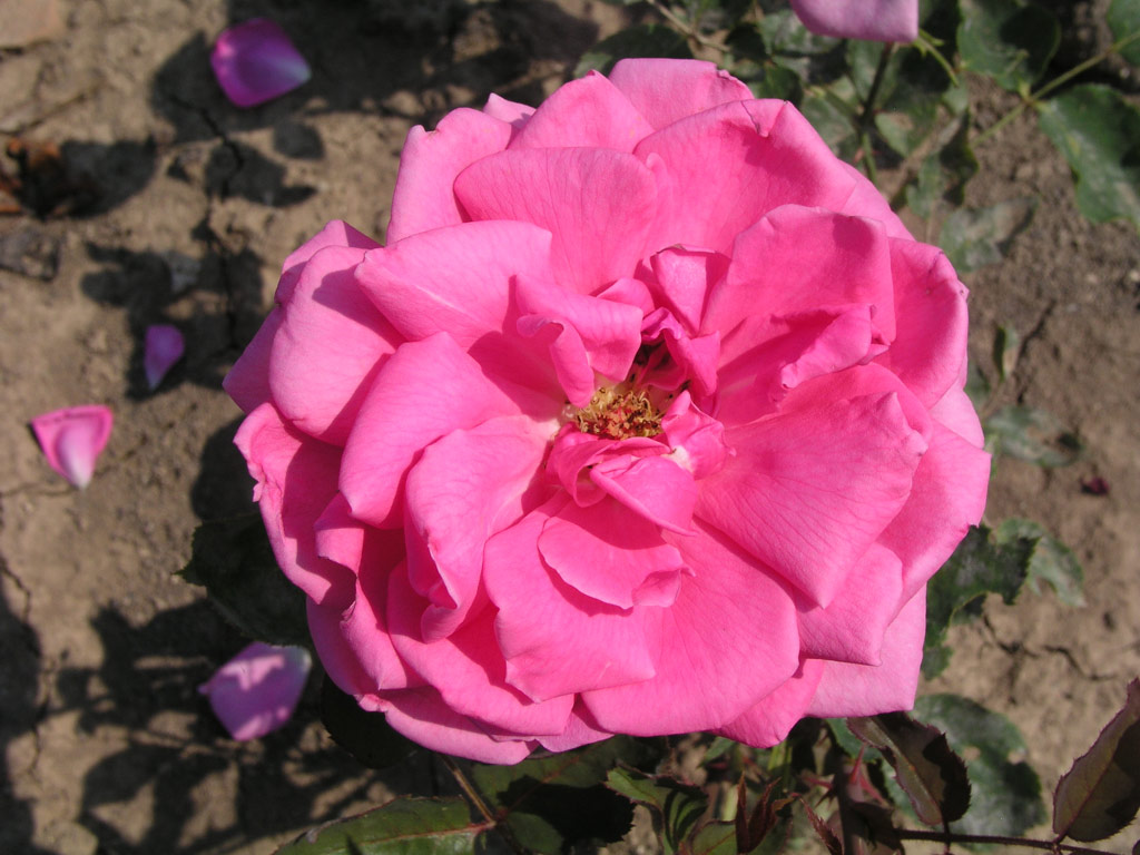 růže General Superior Arnold Janssen