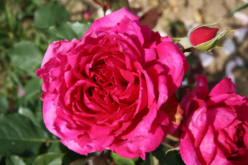 růže Genius Mendel