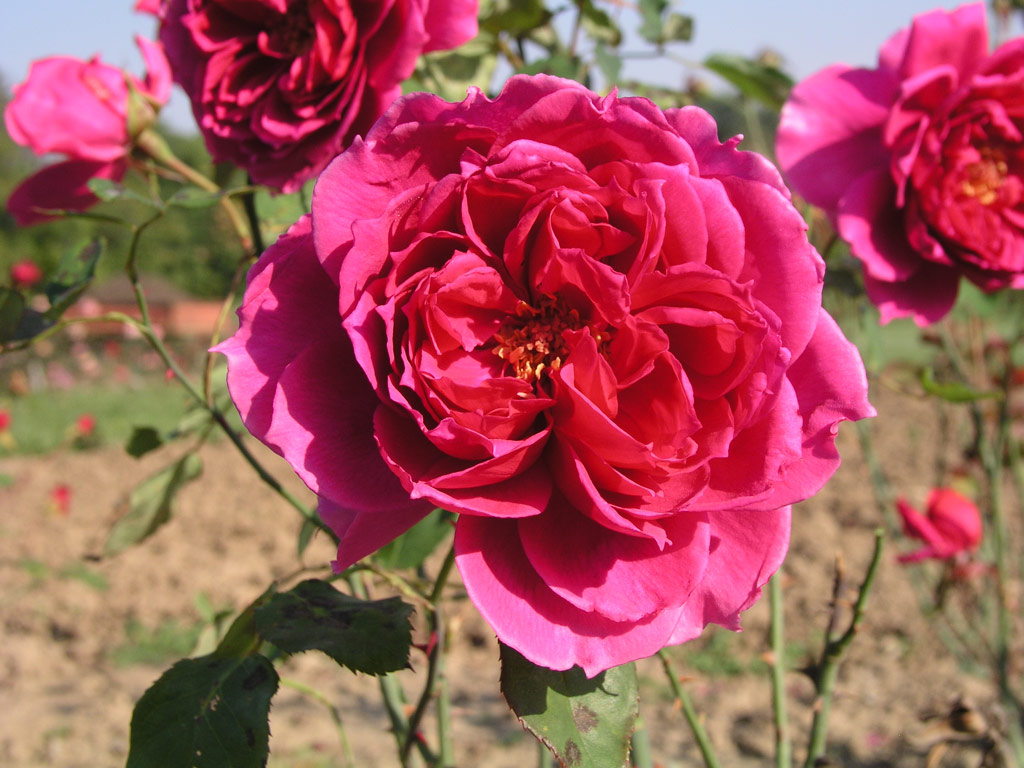 růže Genius Mendel