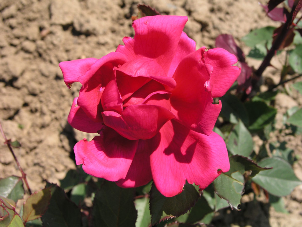 růže Genius Mendel