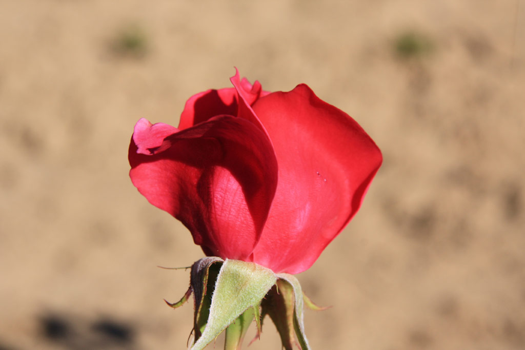 růže Genius Mendel