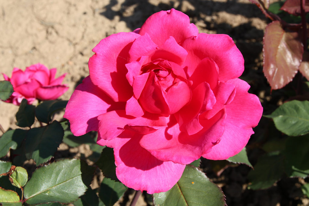 růže Genius Mendel