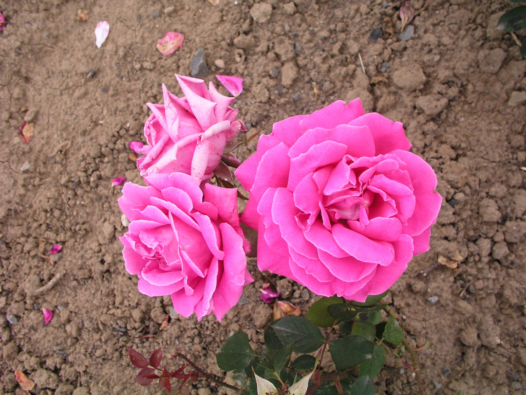 růže Genius Mendel