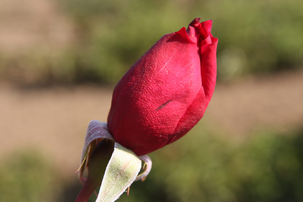 růže Genius Mendel