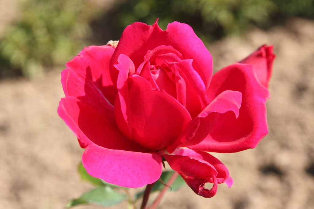 růže Genius Mendel