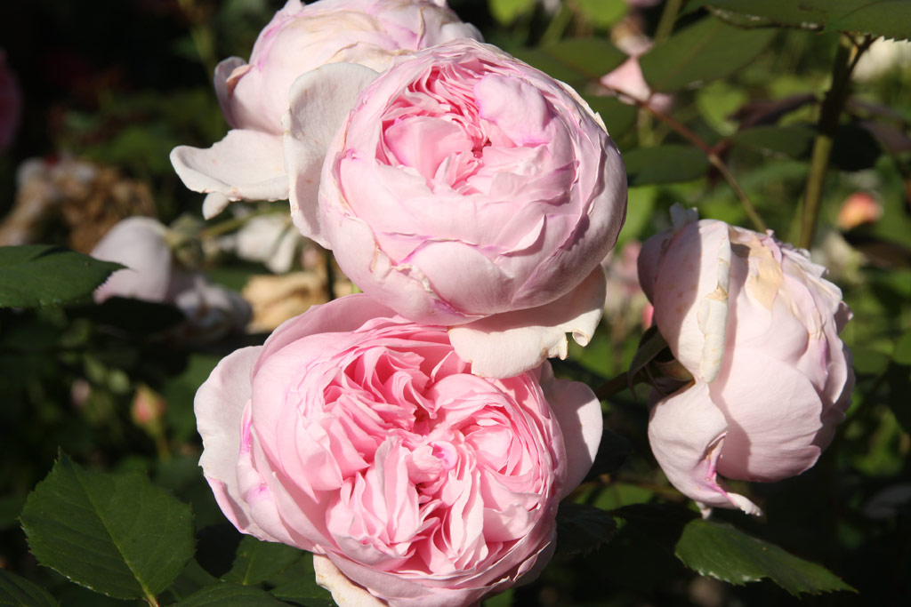 růže Geoff Hamilton