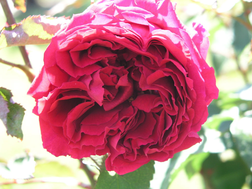 růže George Dickson