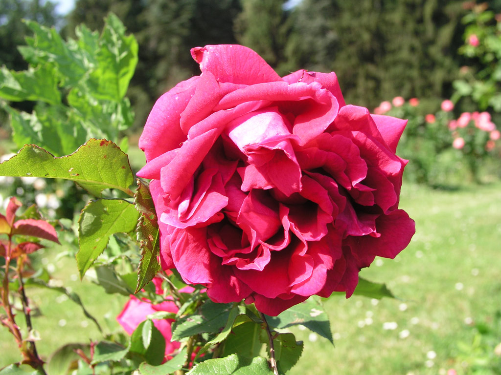 růže George Dickson