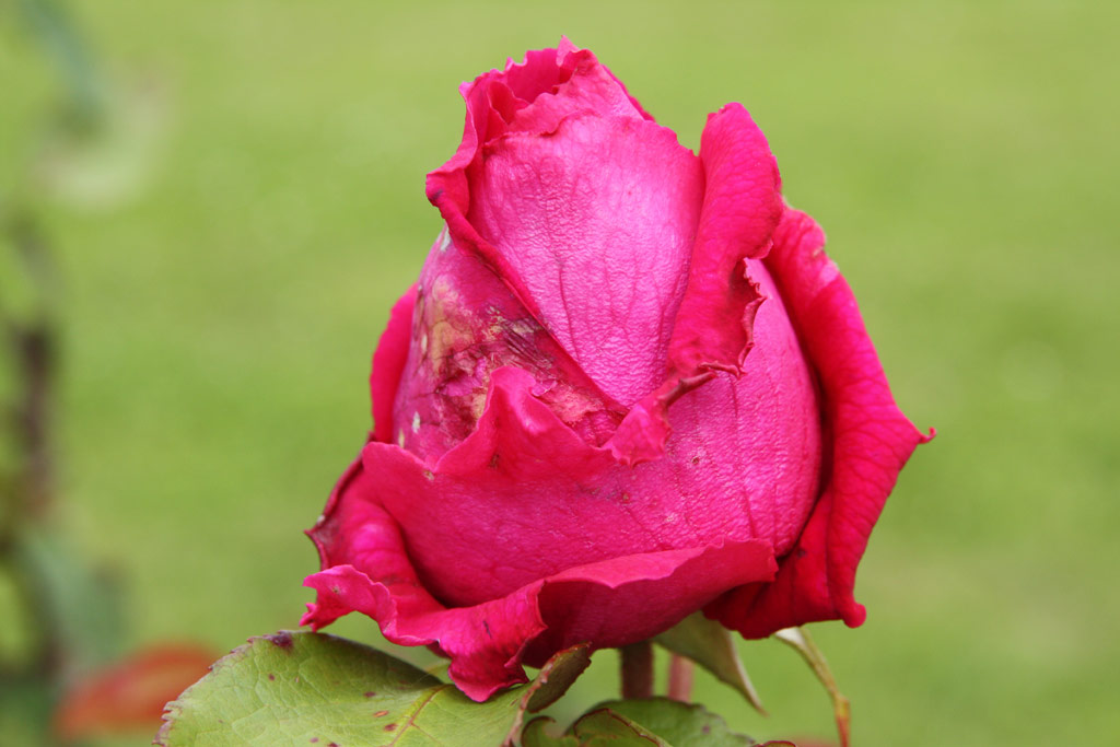 růže George Dickson