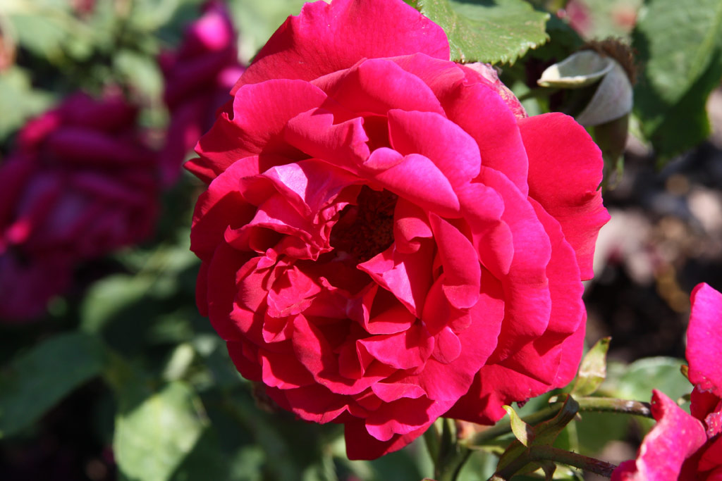 růže George Dickson