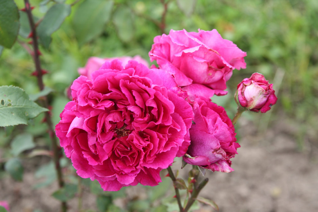 růže George Dickson