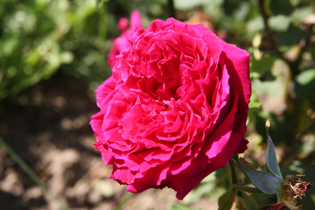 růže George Dickson