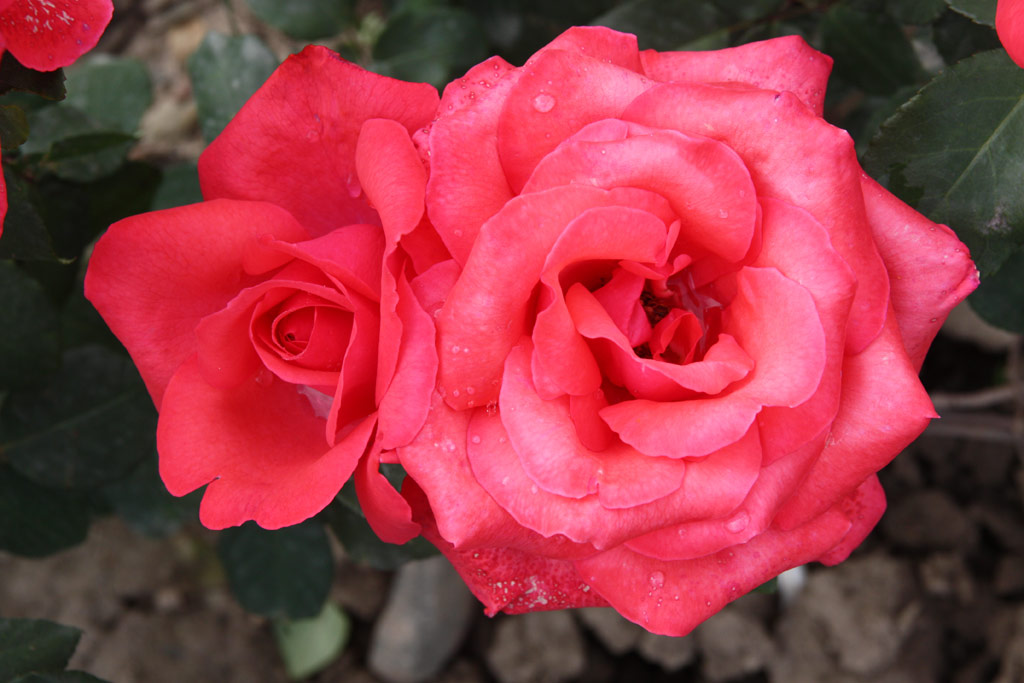 růže Gertrud Schweitzer