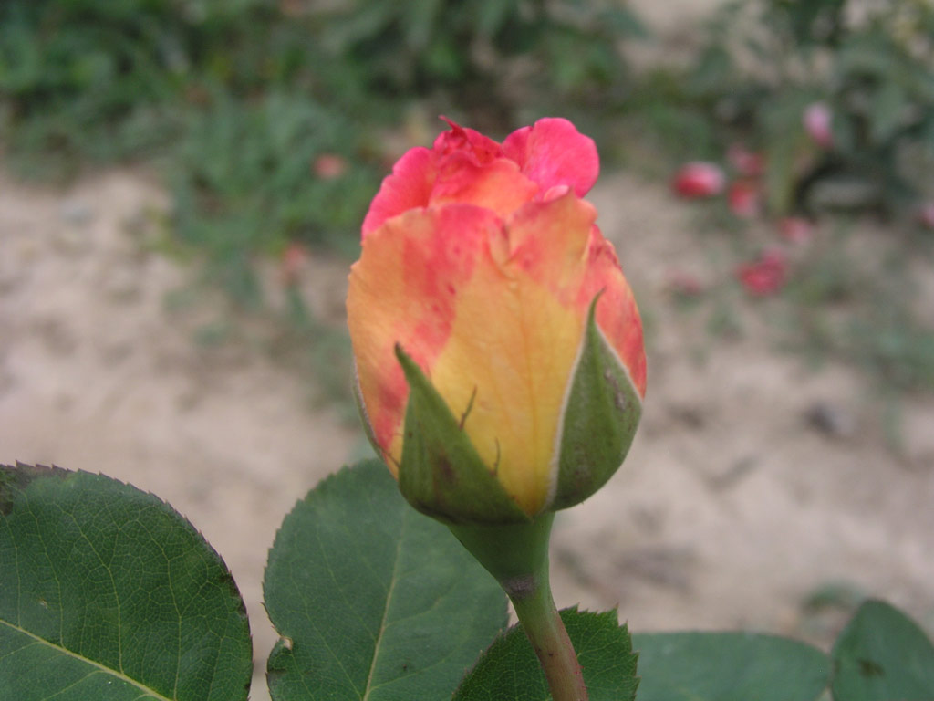 růže Gertrud Schweitzer