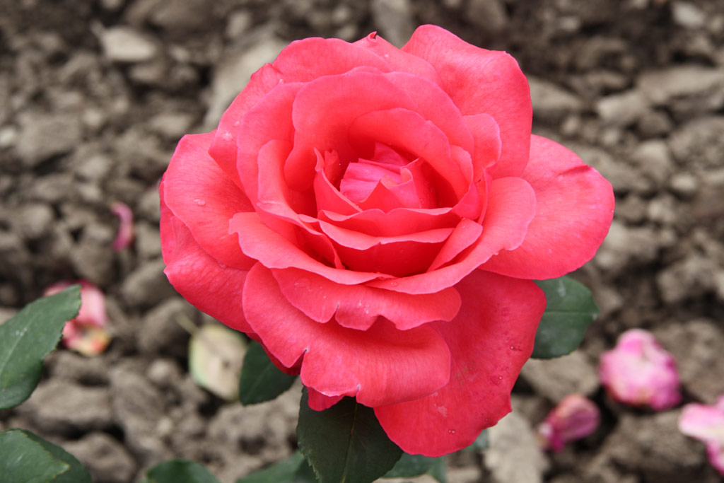 růže Gertrud Schweitzer