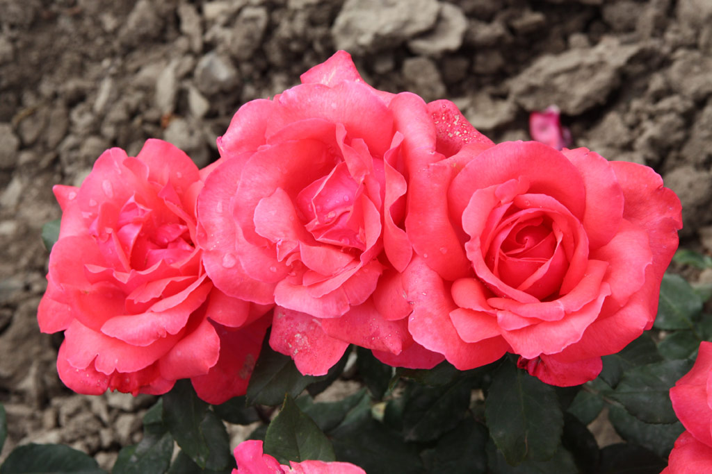 růže Gertrud Schweitzer