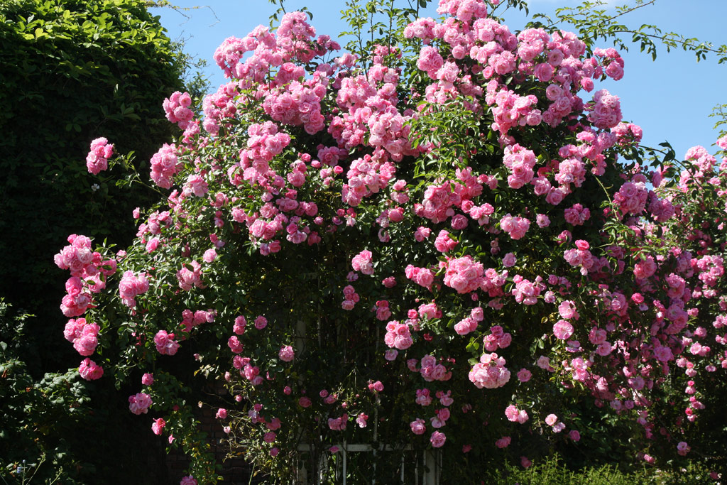 růže Gertrude Jekyll