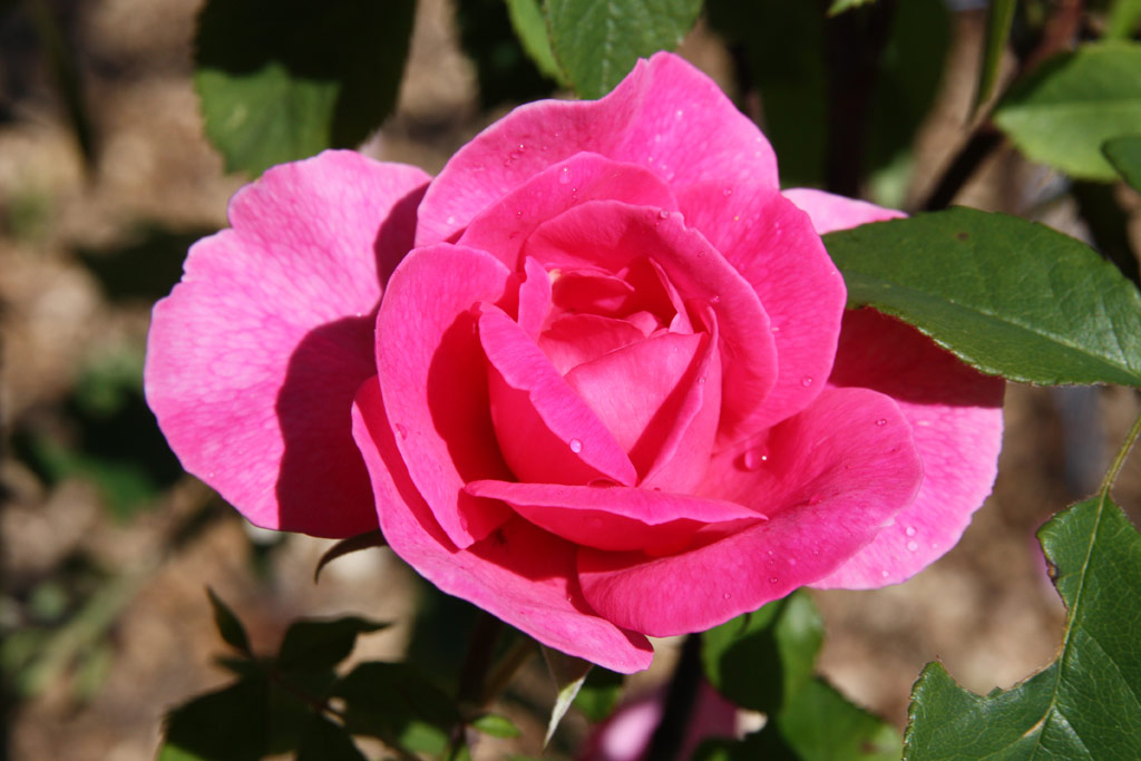 růže Gertrude Jekyll