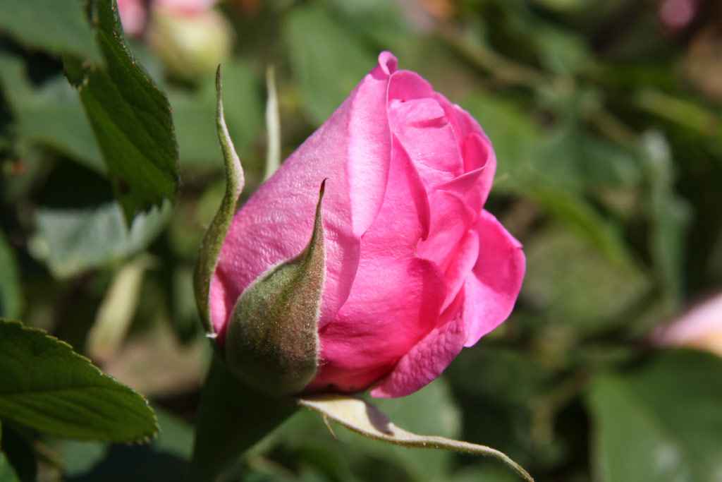 růže Gertrude Jekyll