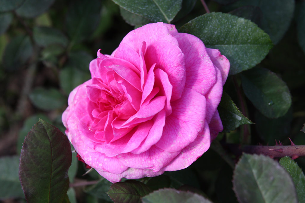 růže Gertrude Jekyll