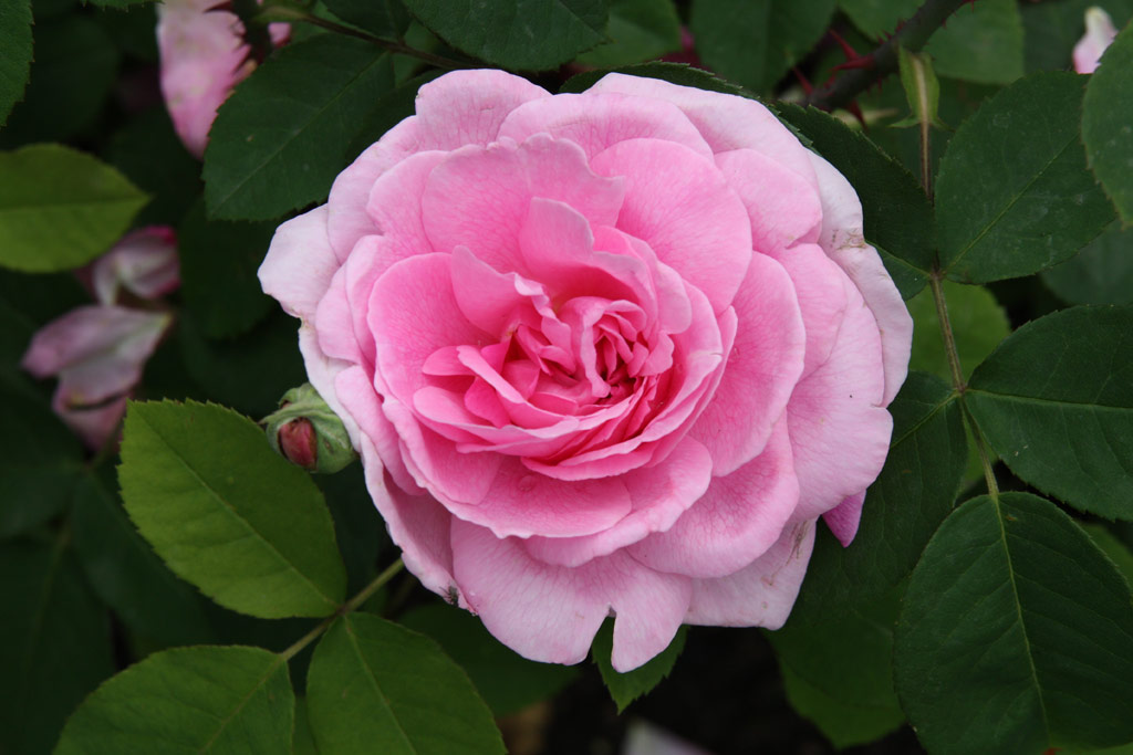 růže Gertrude Jekyll