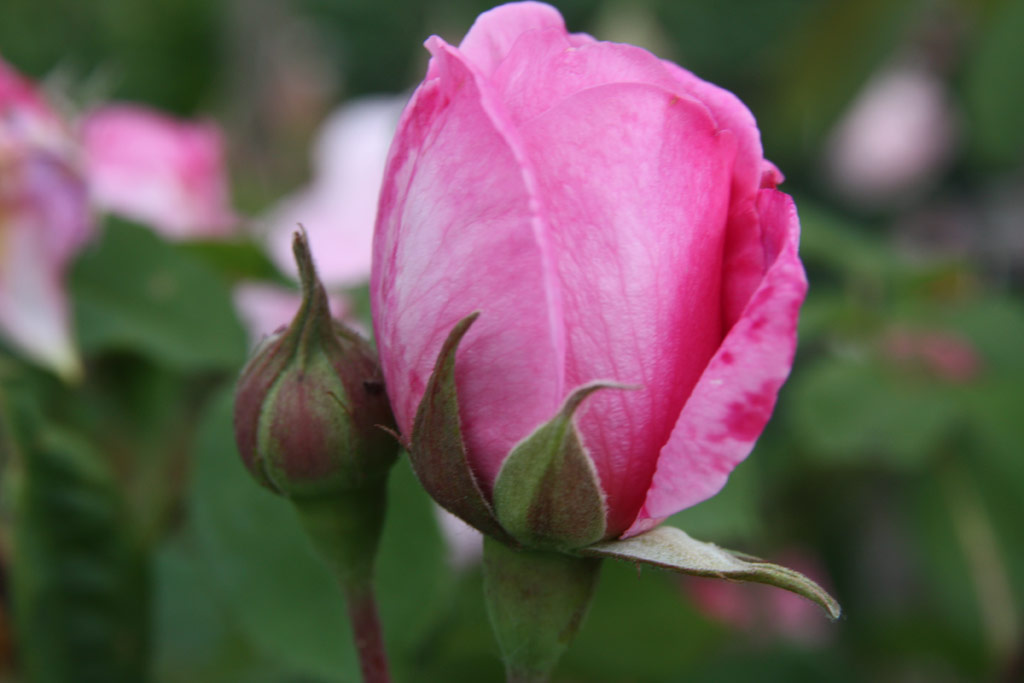 růže Gertrude Jekyll