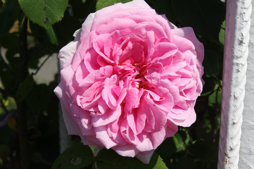 růže Gertrude Jekyll