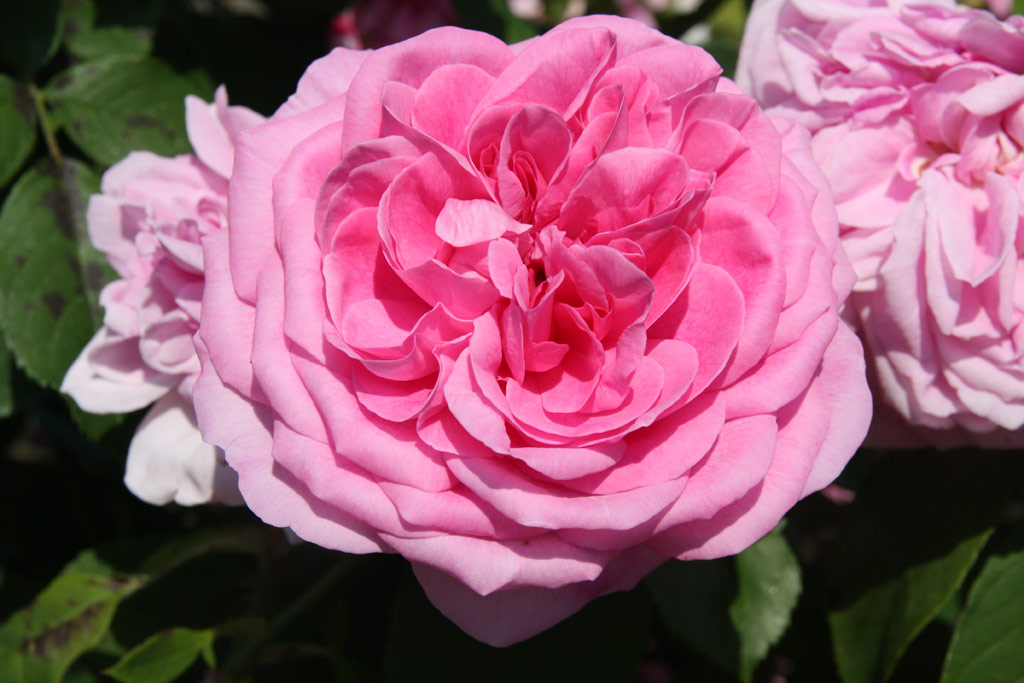 růže Gertrude Jekyll