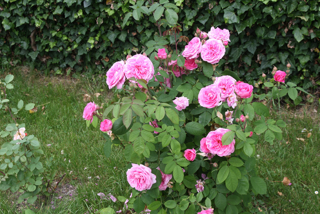 růže Gertrude Jekyll