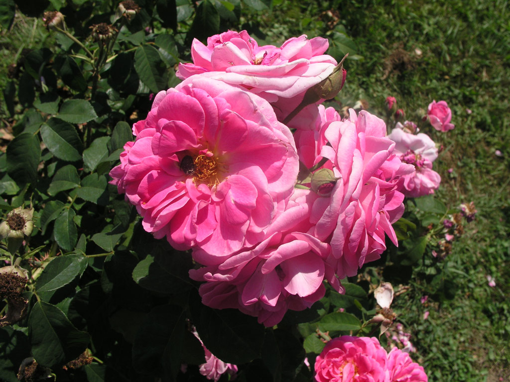 růže Gertrude Jekyll