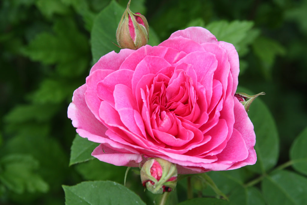 růže Gertrude Jekyll