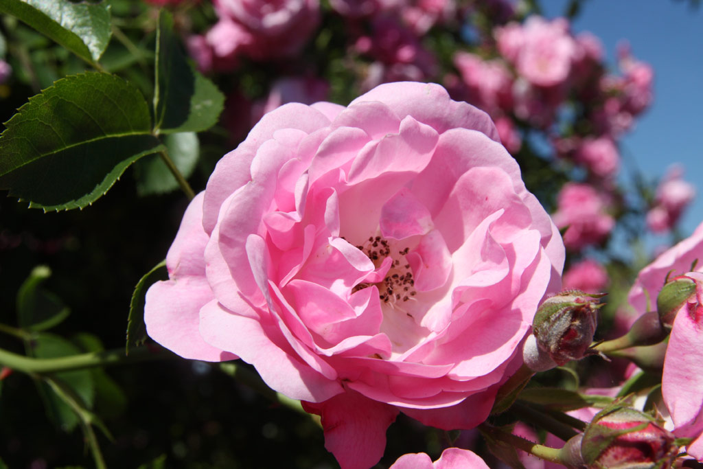 růže Gertrude Jekyll