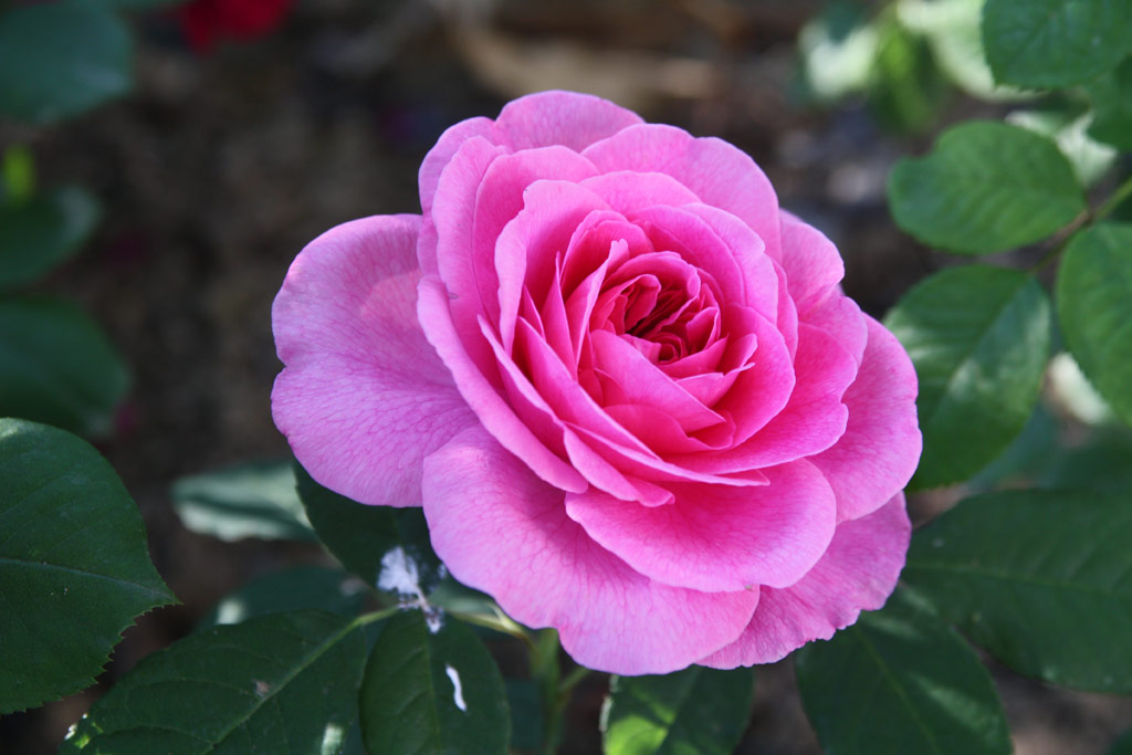 růže Gertrude Jekyll