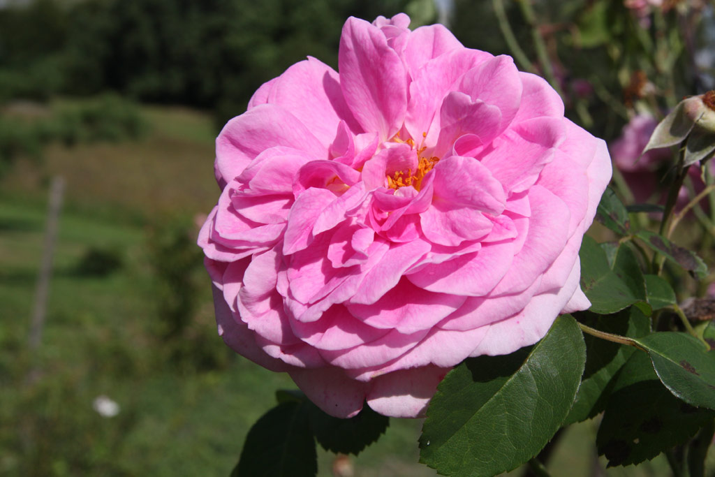 růže Gertrude Jekyll