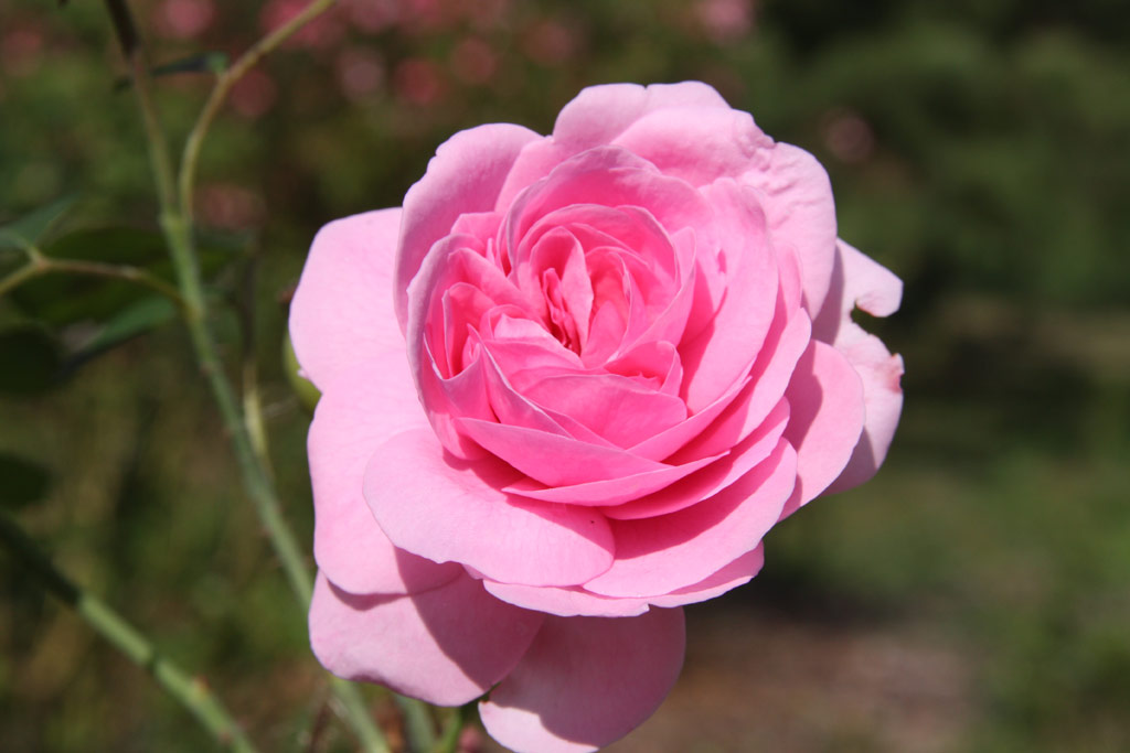 růže Gertrude Jekyll