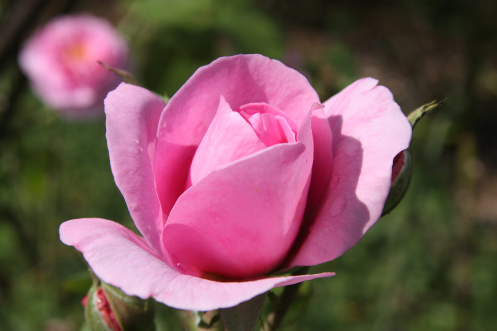 růže Gertrude Jekyll