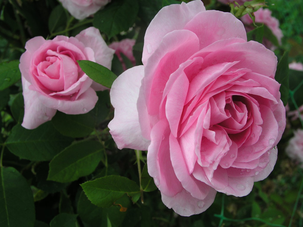 růže Gertrude Jekyll