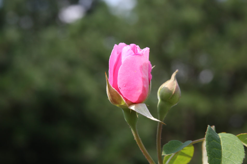 růže Gertrude Jekyll