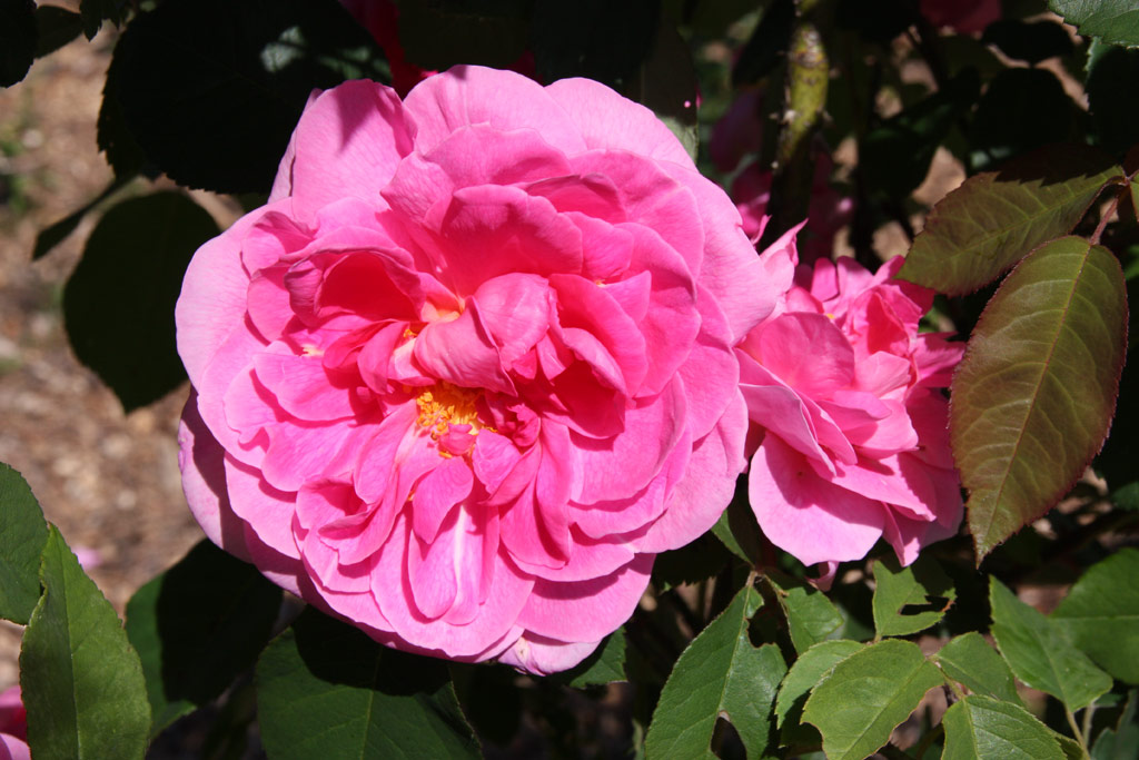 růže Gertrude Jekyll