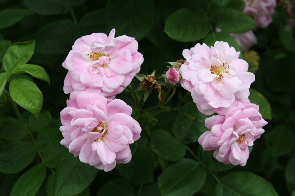 růže Geschwinds Nordlandrose