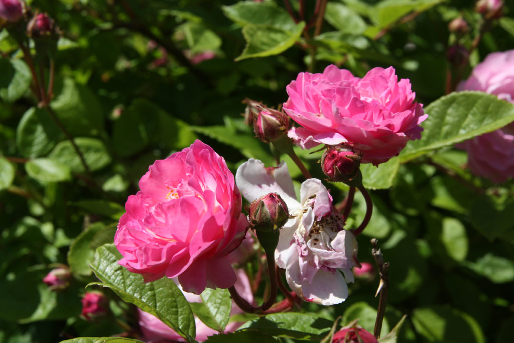 růže Geschwinds Nordlandrose