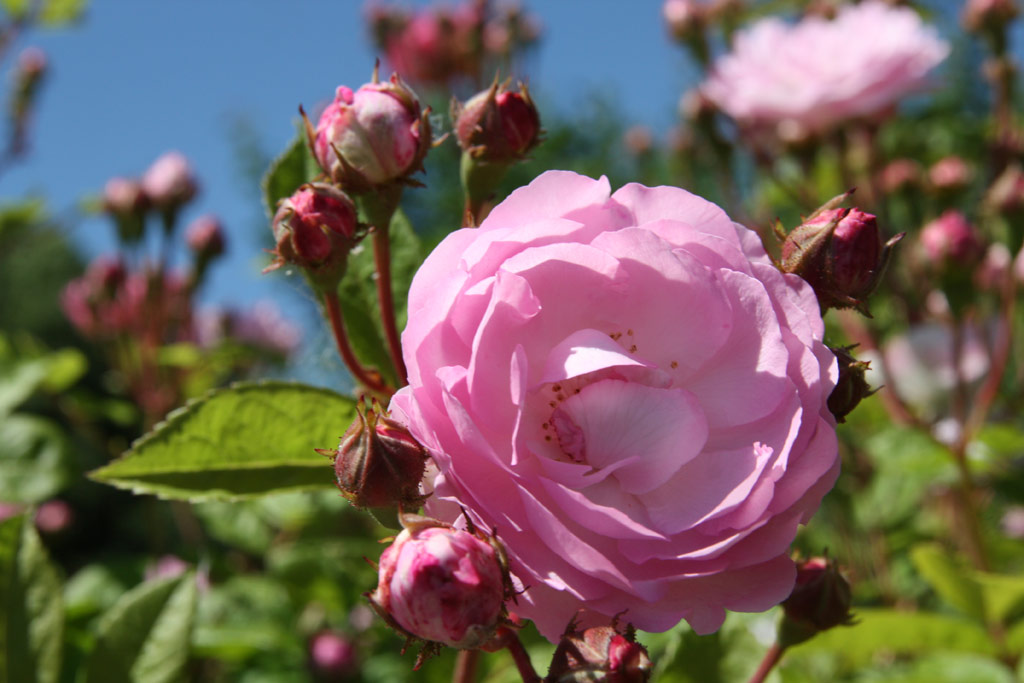 růže Geschwinds Nordlandrose