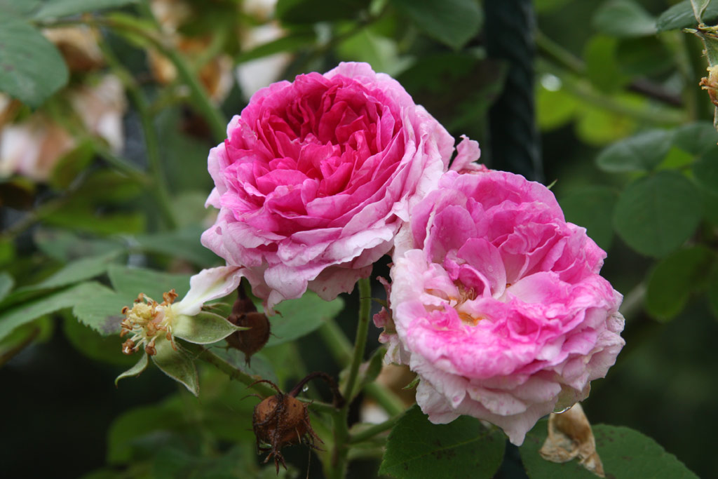 růže Geschwinds Nordlandrose