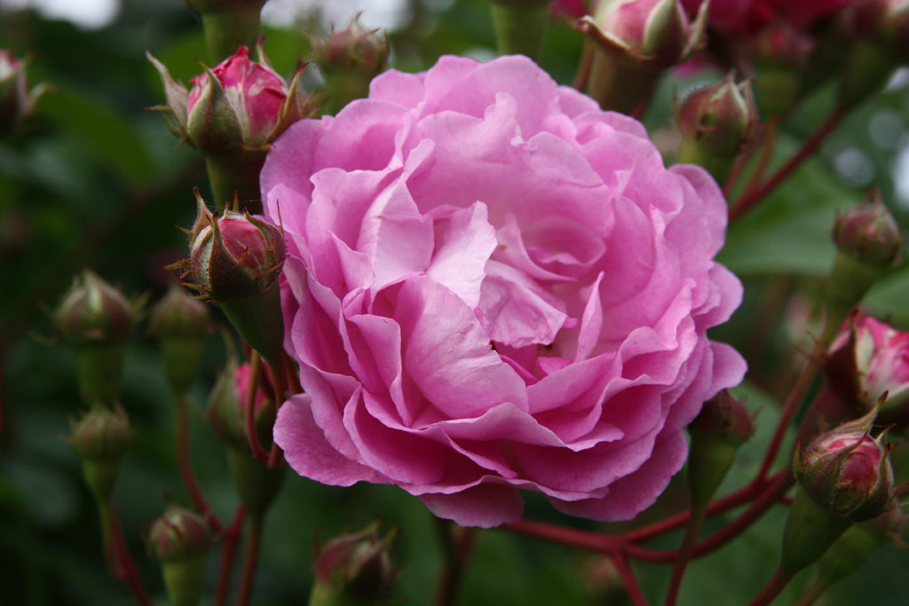 růže Geschwinds Nordlandrose