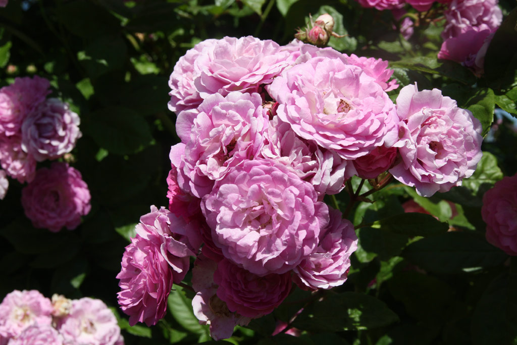 růže Geschwinds Nordlandrose
