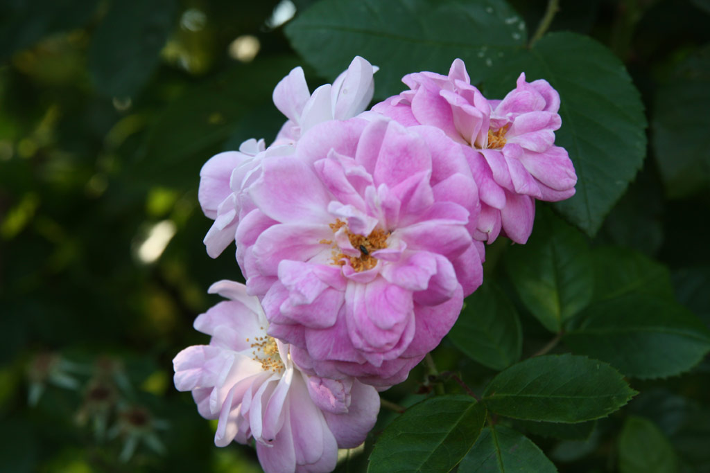 růže Geschwinds Nordlandrose