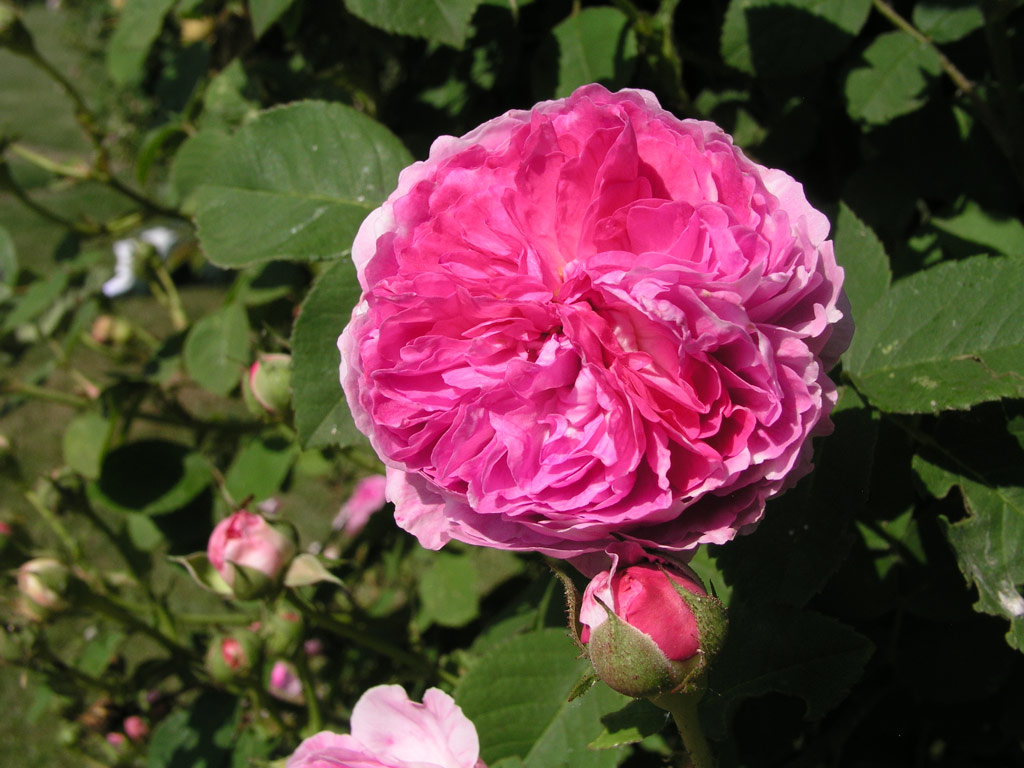 růže Geschwinds Orden