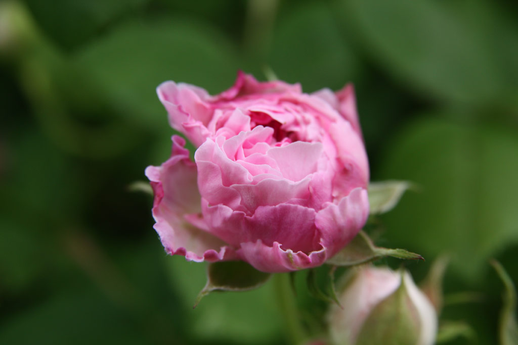 růže Geschwinds Orden