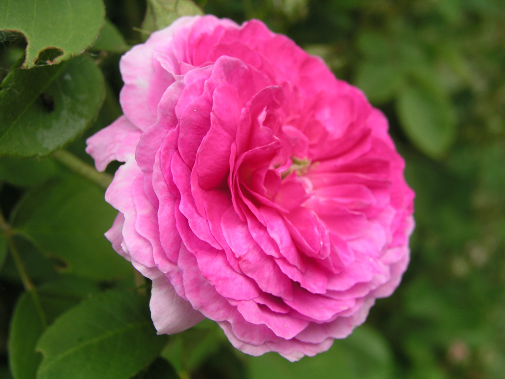 růže Geschwinds Orden