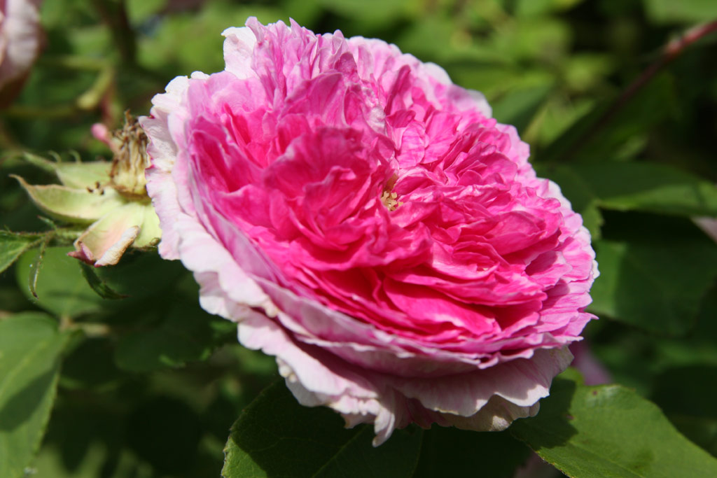 růže Geschwinds Orden